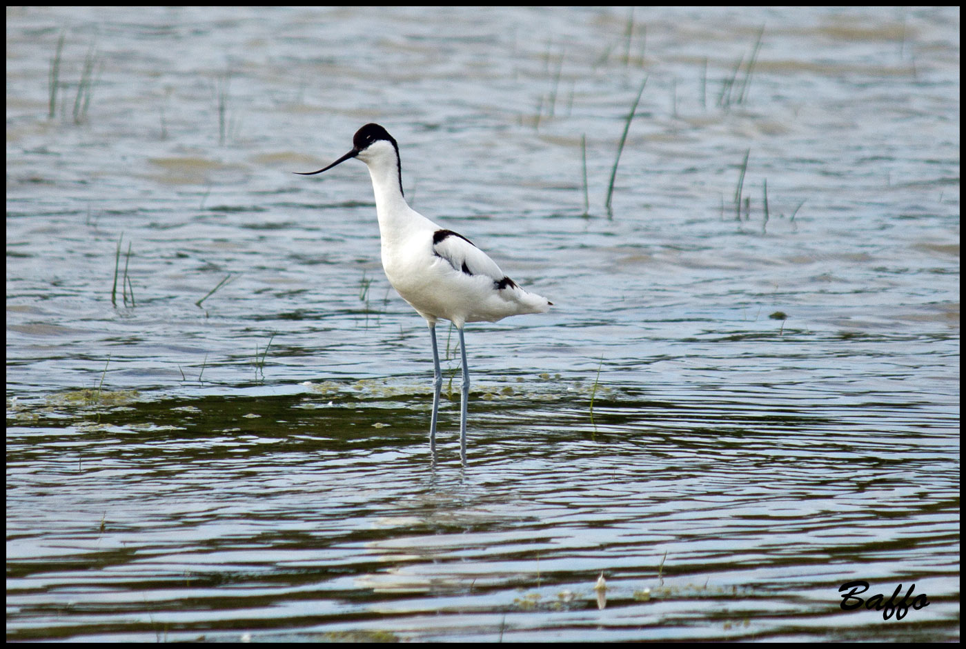 Avocetta?